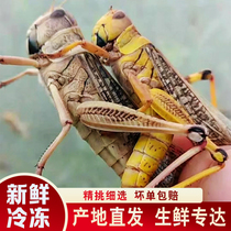 Yimeng Mountain frozen grasshoppers fresh grasshoppers locusts recent products barbecue night market net weight shipped for commercial use 4 pounds