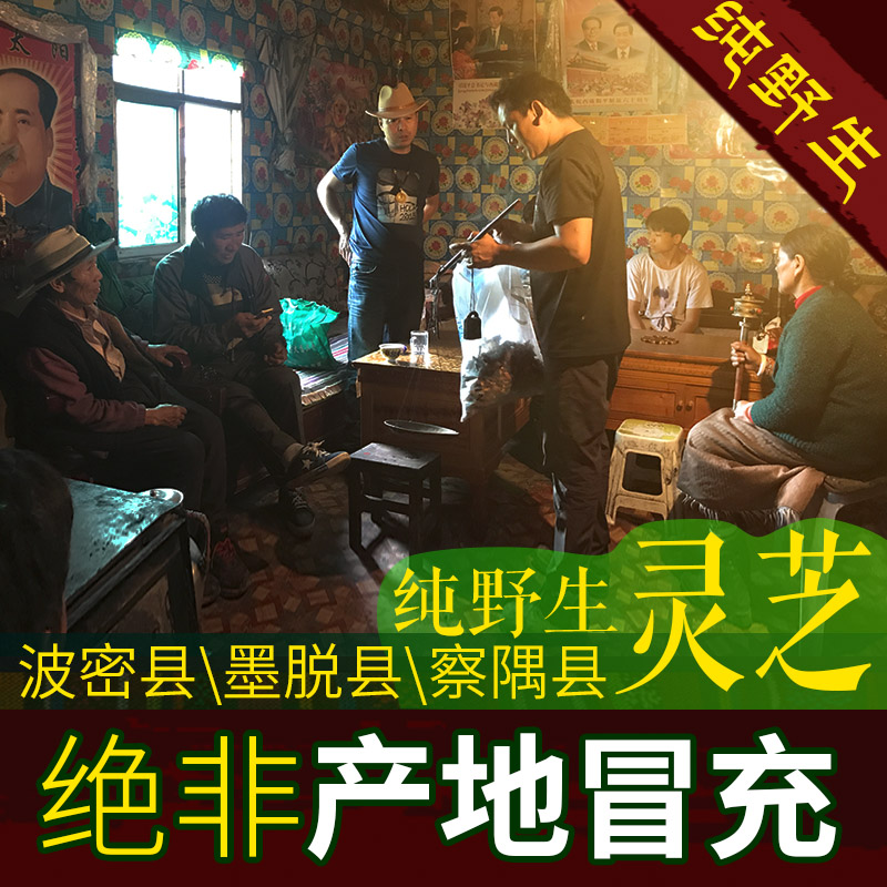 Tibetan specialty wild Ganoderma lucidum mulberry yellow chizhi nourishing fidelity health tea broken wall spore powder dry goods treasure tea