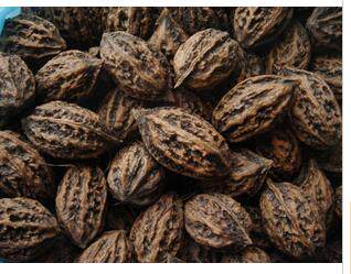 Northeast Wild Pecan Walnut Original Taste without treatment Grinding Tooth Squirrel Grain
