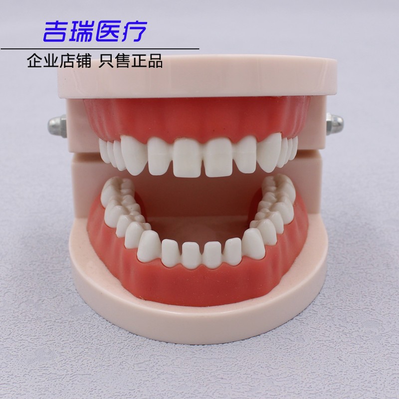 牙科口腔儿童牙齿模型 带牙缝 乳牙幼儿园教学生刷牙示范教具包邮