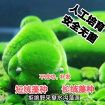 Short algae soy algae species of algae cylinder aquarium vessel shaped algae shrimp soft piece introduced green carpet long wool algae