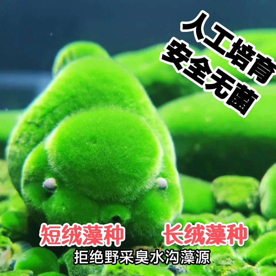 Short algae soy algae species of algae cylinder aquarium vessel shaped algae shrimp soft piece introduced green carpet long wool algae