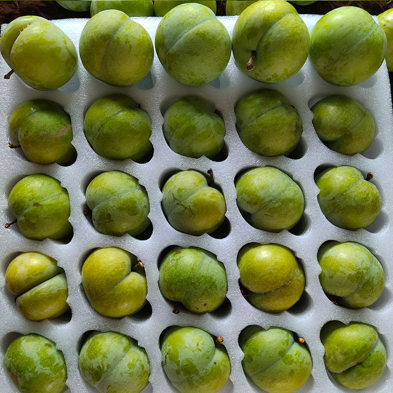 什么才是选购新鲜应季水果的关键？蜂糖李是否值得推荐？