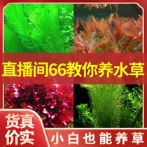 HCH live aquarium aquatic plants landscaping package before the background plants living freshwater lazy landscape