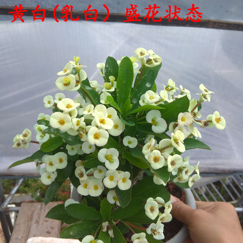 老桩小叶虎刺梅稀有品种四季开花盆栽麒麟花黄色铁海棠耐旱花卉粉