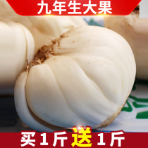 Big fruit Gansu Lanzhou Lily fresh edible sweet Lily 500g pure sweet edible natural raw white specialty