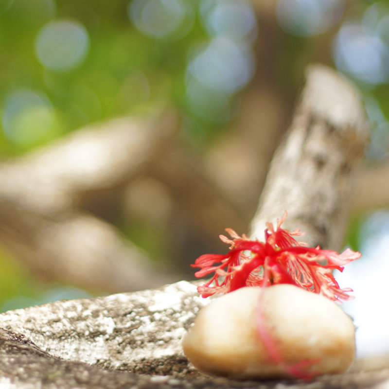 Attentive nurturing of chest large papaya milky soap breast massage hand soap sturdy and tight postpartum must be 