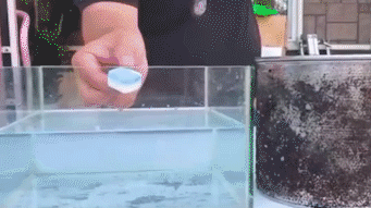 8.gif