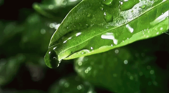 11.gif