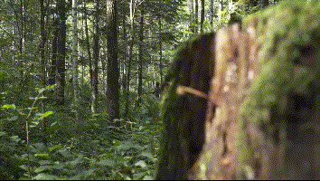 10.gif
