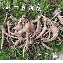 Fresh wild ginseng Changbai Mountain understory ginseng residual ginseng fresh ginseng residual branches 500g soaked in wine and soup Chinese herbal medicine old residual ginseng