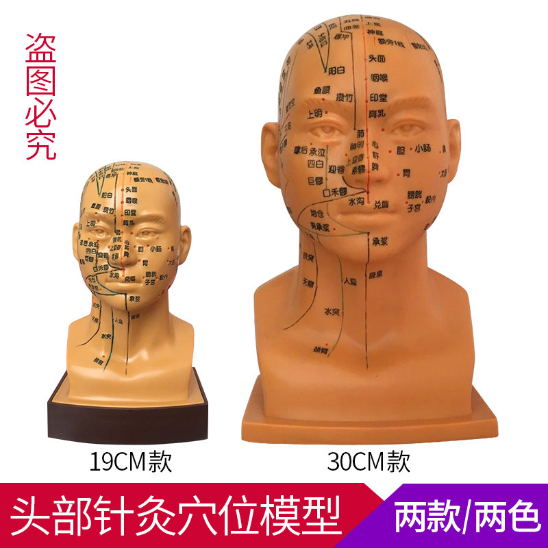 包邮头部穴位模型中医用人体经络图教学大头部四功能针灸腧穴模型