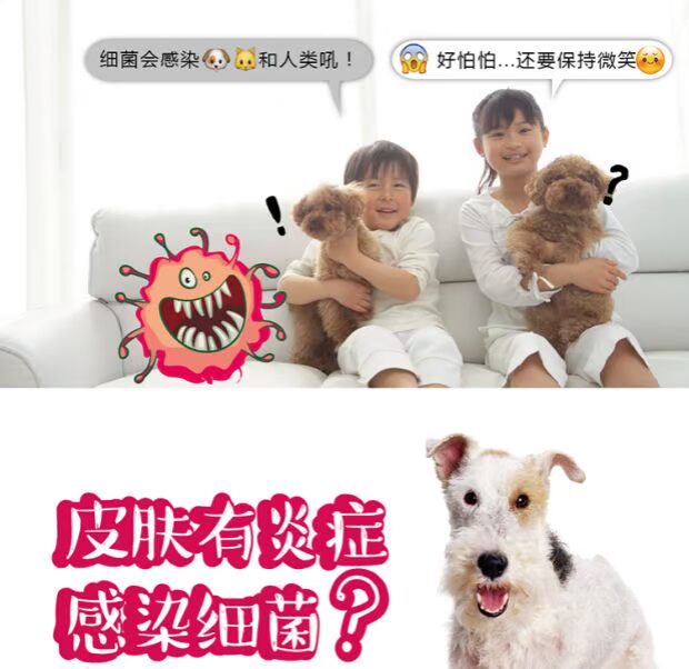Mới xịt thuốc chữa bệnh da mèo và chó mèo - Cat / Dog Medical Supplies kim tiêm thuốc thú y	
