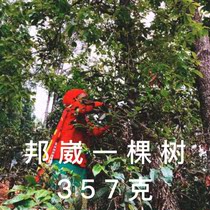 2008 Bongwei Sheng Puer Puer cake 357g