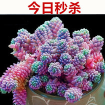 Super cute succulents new million-year-old grass meat Tuk Tuk purple rice multi-meaty pot meat plant clearance