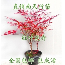 Yard ornamental plant red leaf plant southern bamboo seedling South Tianzhu bonsai bonsai potted bamboo Red Sky bamboo seedling