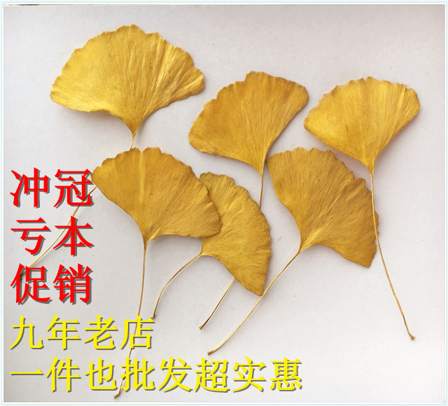 黃綠兩色銀杏葉植物標本乾燥花材包手工diy押花壓花滴膠教學畫10枚