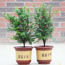 Cold-resistant yew saplings potted indoor plants in addition to formaldehyde absorption radiation protection air purification flowers green plant bonsai
