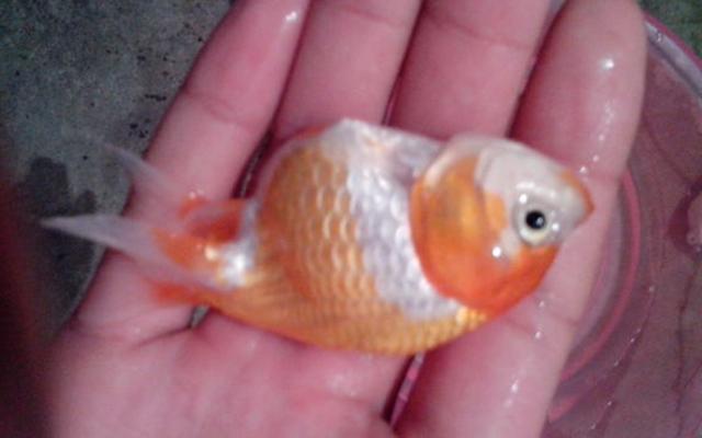 養好魚先養好水 金魚才能活得久 淘寶海外