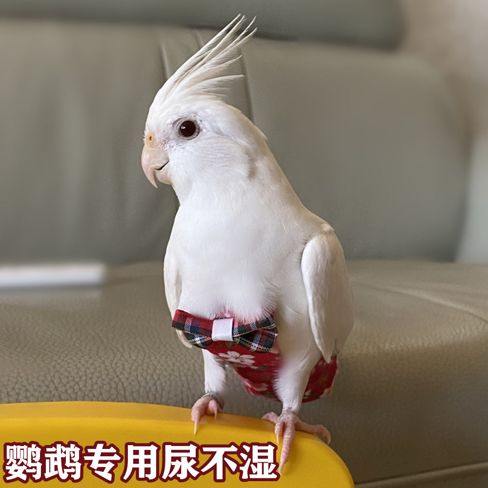 Xuan Phoenix Parrot Urine Not Wet Peony Tiger Leather Birds With Large Capacity Manure Shit Pocket Paper Urine Pants Flying Clothes Rope Fart Hood-Taobao