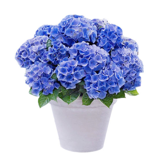 First-class cold-resistant old pile big flower hydrangea seedlings endless summer hydrangea seedlings eight immortals potted balcony garden plants