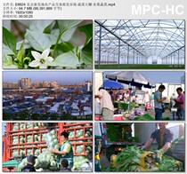 Beijing New Development Agricultural Products Trading Wholesale Market Vegetable Greenhouse Fruits Vegetable video material 1080