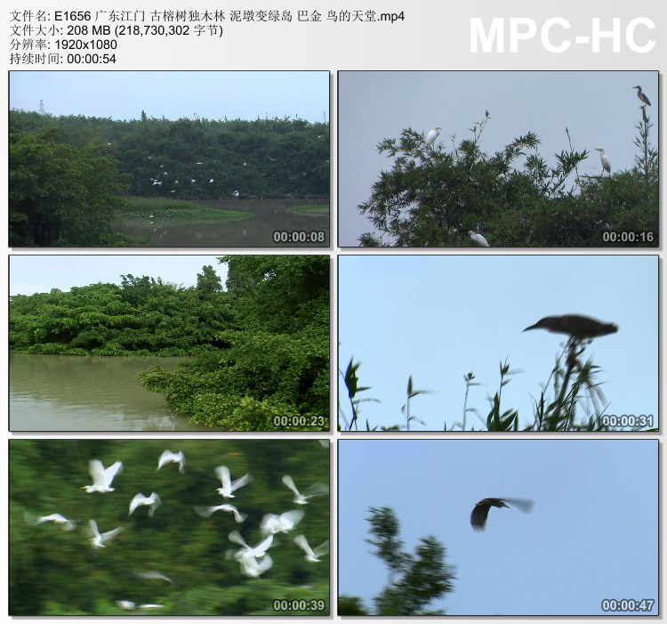 Jiangmen, Guangdong, ancient banyan tree forest, mud pier becomes green island, Ba Jin, bird's paradise HD stock footage