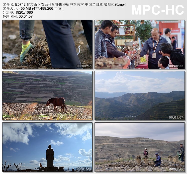 Farmers in the mountainous areas of Gansu reclaimed terraced fields to plant Chinese herbal medicine Angelica City Mingui Pharmaceutical Farmer Real shot footage