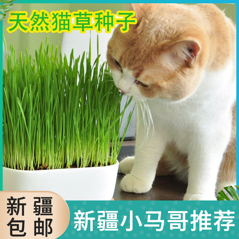 Small Wild Leopard Crystal Cat Grass Nutrition Cat Grass Seed Cat Grass Planting Suit Cat To Hair Ball Conditioning Gastrointestinal Cat Snacks