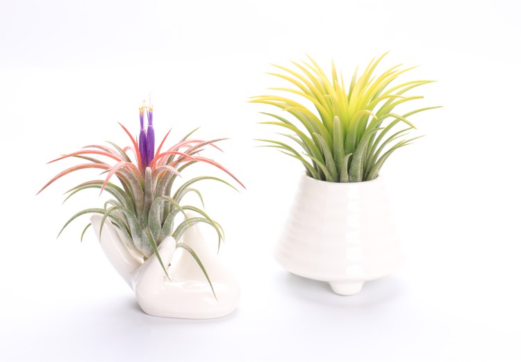 Air dứa cơ sở khung chậu hoa mùa xuân nhím biển phụ kiện đồ trang trí phân bón phun sương nhỏ có thể - Trang trí nội thất trang tri phong khach dep