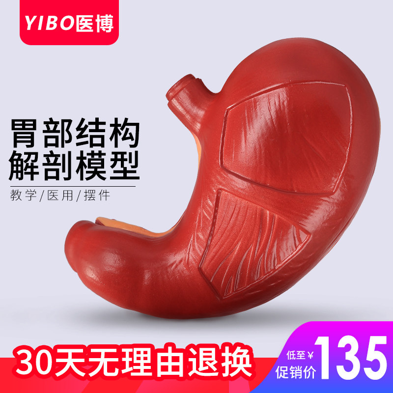 胃解刨模型胃模型 胃部结构解刨模型人体胃医学标本模型