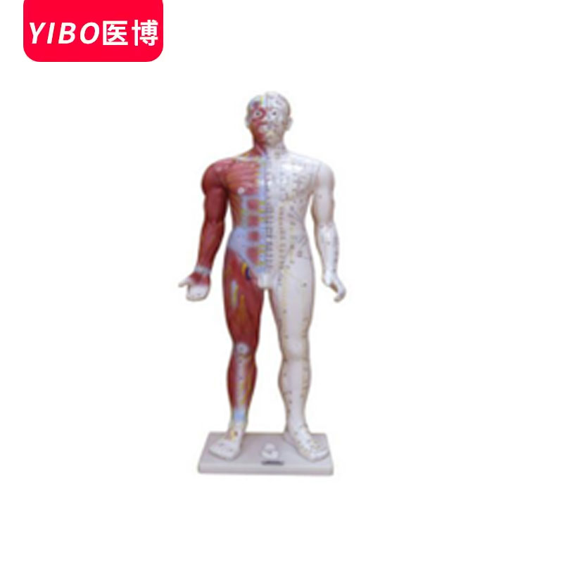医博BIX-Y1004人体十四经穴模型（高84cm）