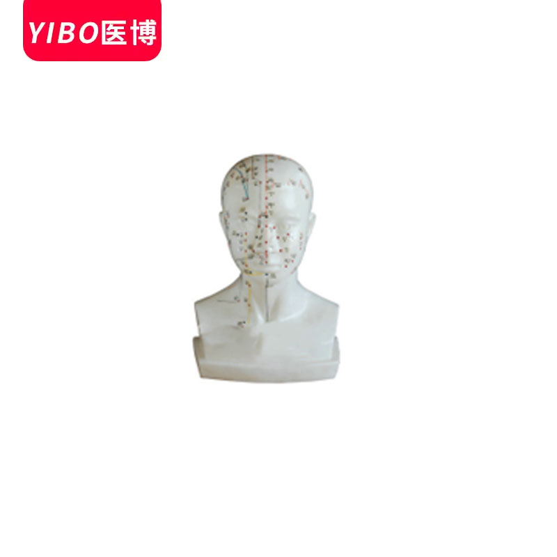 医博BIX-Y1020人体自然大头针灸模型