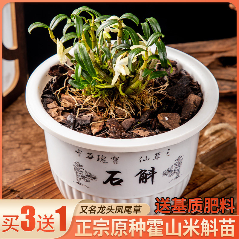 One Cong Mountain Original germline Miao Seedlings Plant Origin Pure 5 Years Wild Edible Dendrobium tin tap Fengwei grass