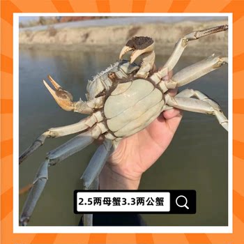 Best selling hairy crab 2.5 two female crabs premium hairy crabs
