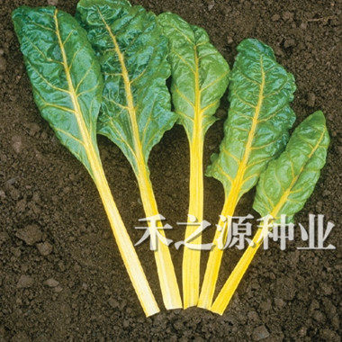 Real Stars Golden Leafy Beetroot Seed Leaves With Beetroot Golden Yellow Stalk Vegetable Garden Vegetable Seed All Season Potted Spring Summer Autumn