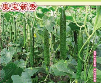New goods Shouguang cucumber seeds Aobao rookie early spring low temperature resistant low light cucumber winter early spring cucumber seeds