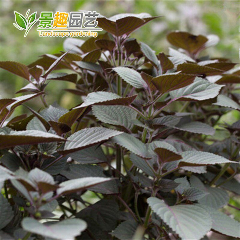 New perilla perilla spices Vegetable seeds Yangtai seeds Potted easy to plant rapeseed