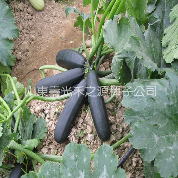 Black Beautiful Zucchini Seed Black Black Green with luster and gloss throughout the country suitable for 4 seasons of Zucchini seed pot