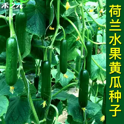 Vegetable seeds, fruits, cucumbers, seeds, Four Seasons, seedlings, potted spring and autumn cucumbers, seeds, dry fruits, cucumber seeds
