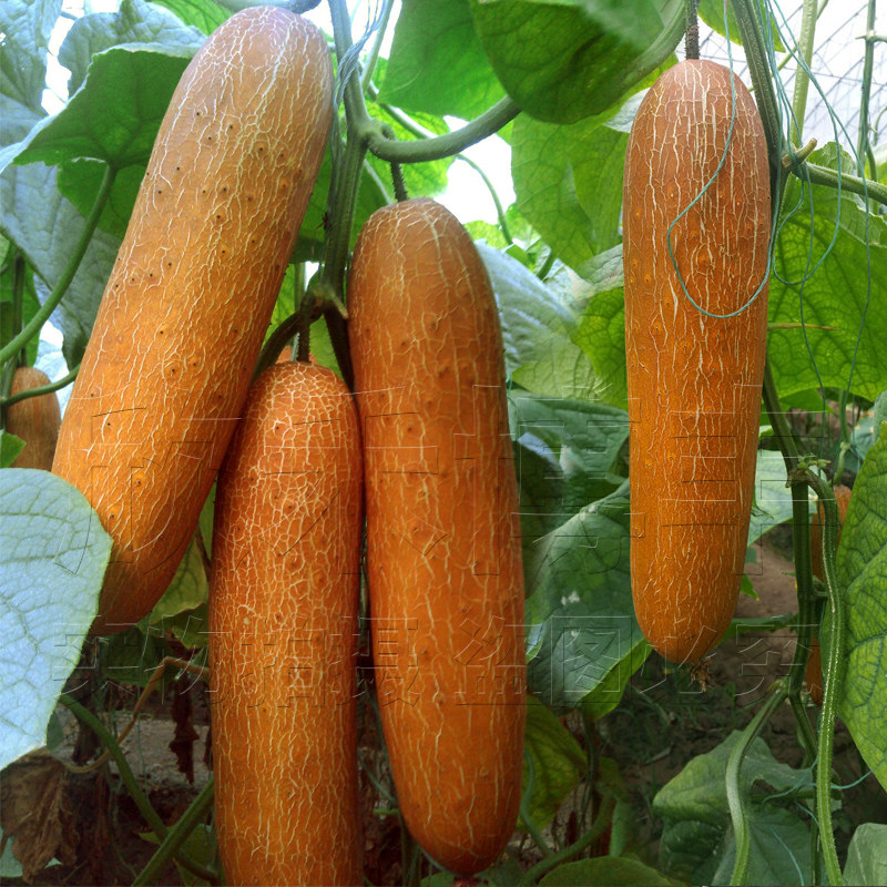 Large old cucumber seeds hemp skin old cucumber seeds four seasons spring summer autumn winter idyllic farmhouse huge vegetables