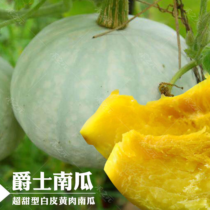 Jazz Pumpkin Seed Honey Ben Pumpkin Seed Super Sweet Pink Plate Chestnut Pumpkin Seed-hole Spring Summer Balcony Potted Plant