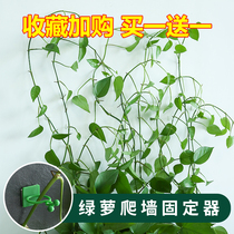 Green Ole Fixer Climbing Wall Long Vine Wall Powerful Wall Fixing Clip Green Basket Potted Green Plant on wall Divine Instrumental