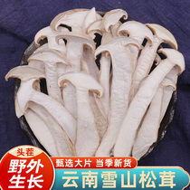 Matsutake dry goods wild snow mountain matsutake mushroom dried slices Yunnan fresh matsutake mushroom 500g specialty special grade matsutake mushroom