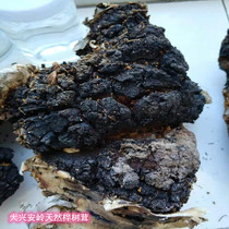 Fine wild birch velvet Daxinganling natural birch brown hole bacteria White birch velvet fine big man long growth time