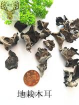 Black fungus Autumn ear Cold zone fungus thick small ear Ground plant fungus cold pole ecological fungus 500 grams