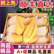 (SF Express) Authentic Hainan Paper Core Mango Daikin Huangmang Seasonal Tropical Fruit Fresh Narcissus Mango 10
