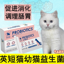English short and young cat with probiotic conditioning gastrointestinal vomiting lathin and soft poop milk cat constipation pull tummy digestion