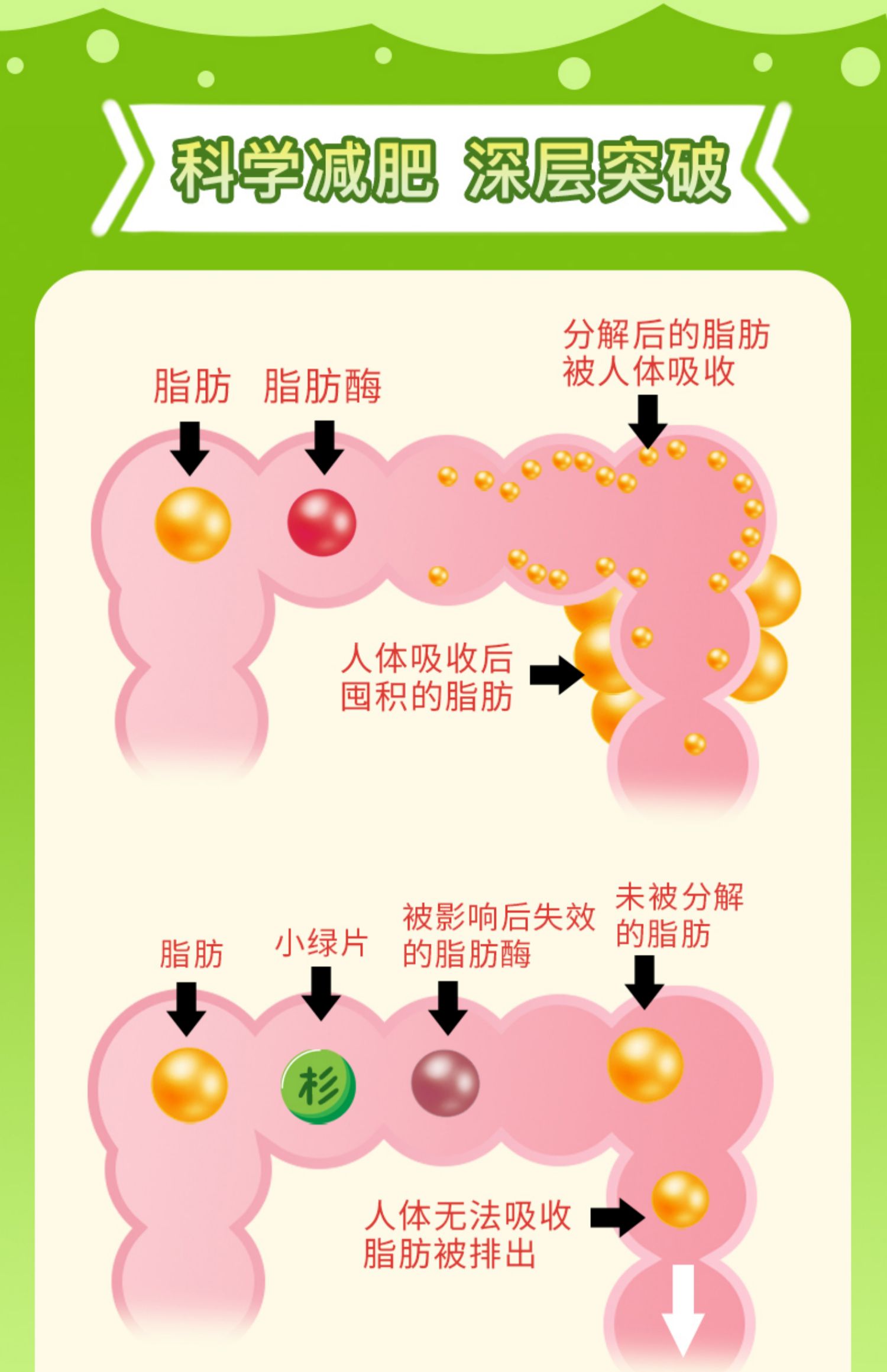 【小杉命力】左旋肉碱草本减肥片