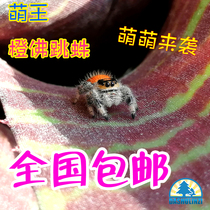 Florida jumping spider Orange Buddha Lucas big eye adorable photography macro desktop mini gift toy science